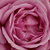 Porpora - Rose Floribunde - Blue Parfum ®